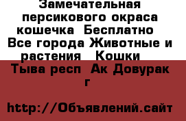 Замечательная персикового окраса кошечка. Бесплатно - Все города Животные и растения » Кошки   . Тыва респ.,Ак-Довурак г.